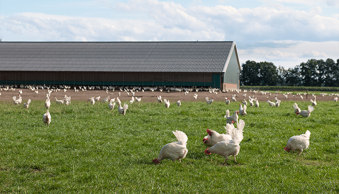 Outlook-for-the-US-Poultry-Market-A-Steady-Rise-in-Demand-and-Production-BlogContent